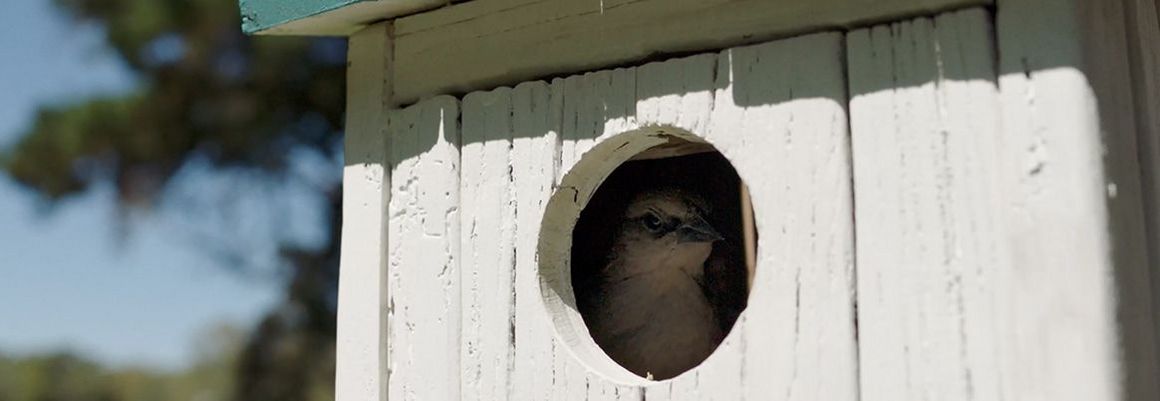 Vogel im Vogelhaus